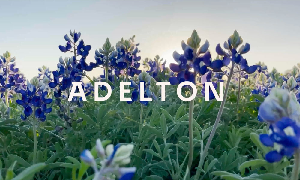 A field of bluebonnets with Adelton text overlaid
